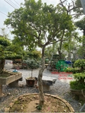 Cây Hoa Nguyệt Quế