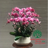 Hoa Lan