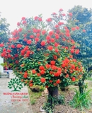 CÂY HOA MẪU ĐƠN TA (TRUYỀN THỐNG)