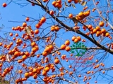 CÂY HỒNG GIÒN