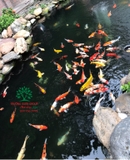 Hồ cá Koi 44