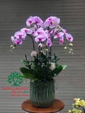Hoa Lan