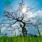 CÂY GẠO
