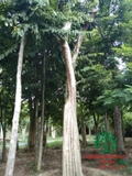 Cây Bằng Lăng