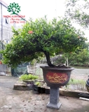 CÂY HOA MẪU ĐƠN TA (TRUYỀN THỐNG)