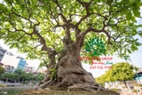 Cây Lộc Vừng