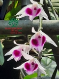 Hoa Lan