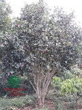 CÂY HOA HẢI ĐƯỜNG
