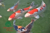 Hồ cá Koi 49
