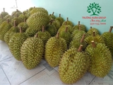 Cây Sầu Riêng
