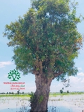 Cây Lộc Vừng