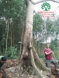 CÂY GẠO