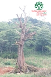 Cây Sang