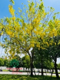 CÂY MUỒNG ANH ĐÀO (HOÀNG YẾN)