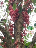 Cây Dâu Da Đất