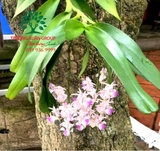 Hoa Lan