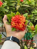 CÂY HOA MẪU ĐƠN TA (TRUYỀN THỐNG)