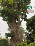 CÂY NHỘI