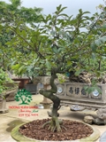 Bonsai 84