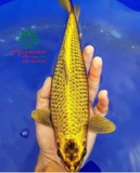 Hồ cá Koi 47