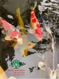 Hồ cá Koi 35