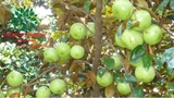 Cây Vú Sữa