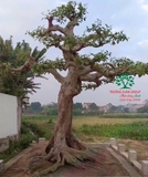 CÂY SUNG