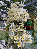 Hoa Lan