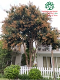 Cây Xoài