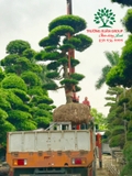 Tùng La Hán
