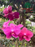 Hoa Lan