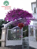 Hoa Giấy