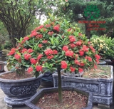 CÂY HOA MẪU ĐƠN TA (TRUYỀN THỐNG)