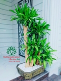 HOA THIẾT MỘC LAN