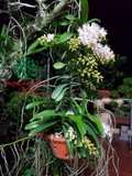 Hoa Lan