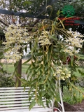 Hoa Lan