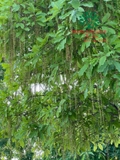 Cây Lộc Vừng