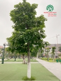 Cây Sala