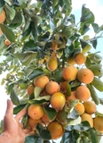 Cây Hồng Tết