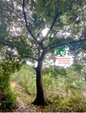 Cây Chay