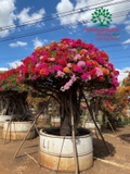 Hoa Giấy