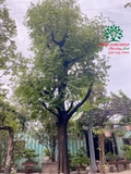 CÂY THỊ