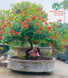 CÂY HOA MẪU ĐƠN TA (TRUYỀN THỐNG)