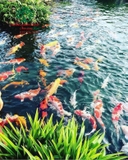 Hồ cá Koi 50