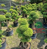 CÂY MAI CHIẾU THỦY
