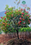 CÂY HOA MẪU ĐƠN TA (TRUYỀN THỐNG)