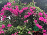 Hoa Giấy