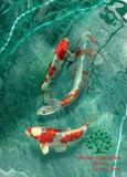 Hồ cá Koi 49