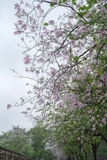 Cây Ban