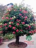 CÂY HOA MẪU ĐƠN TA (TRUYỀN THỐNG)
